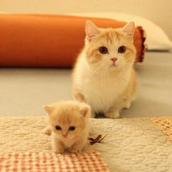 Have You Ever Heard Of Munchkin Cat?